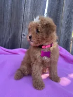 Peachy  , a female Maltipoo and Poodle - Toy  for sale in Manteca, CA – 5 of 8