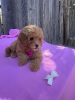 Peachy  , a female Maltipoo and Poodle - Toy  for sale in Manteca, CA – 7 of 8