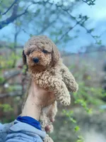 Milo, a male Maltipoo and Poodle - Toy  for sale in Manteca, CA – 2 of 7