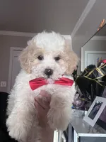 Gunter, a male Maltipoo and Poodle - Toy  for sale in Manteca, CA – 6 of 7