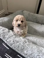 Kylo, a male Maltipoo and Poodle - Toy  for sale in Manteca, CA – 3 of 5