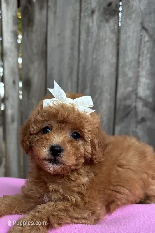 Lea  – Maltipoo, Poodle - Toy  puppy for sale in Manteca, CA