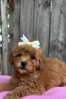 Lea , a female Maltipoo and Poodle - Toy  for sale in Manteca, CA – 1 of 4