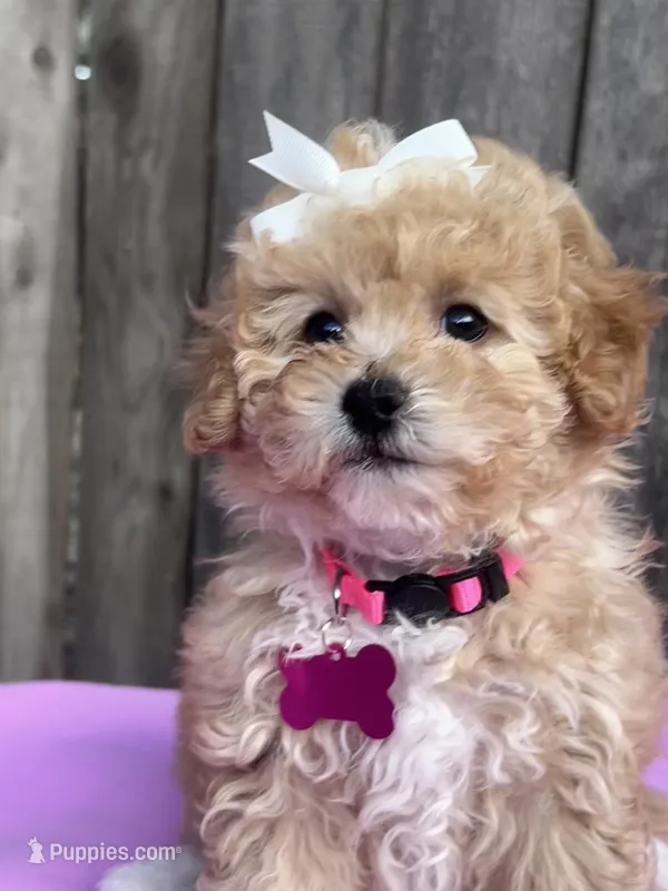 Daysi – Maltipoo, Poodle - Toy  puppy for sale in Manteca, CA