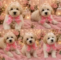 Nala, a female Maltipoo and Poodle - Toy  for sale in Manteca, CA – 2 of 4