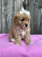 Daysi, a female Maltipoo and Poodle - Toy  for sale in Manteca, CA – 4 of 5
