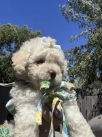 Princess , a female Maltipoo and Poodle - Toy  for sale in Manteca, CA – 7 of 8