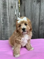 Layla, a female Maltipoo and Poodle - Toy  for sale in Manteca, CA – 4 of 4