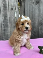 Layla, a female Maltipoo and Poodle - Toy  for sale in Manteca, CA – 3 of 4