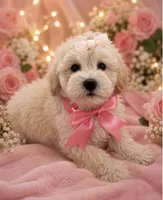 Zuri, a female Maltipoo and Poodle - Toy  for sale in Manteca, CA – 5 of 5
