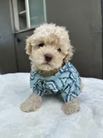 Kylo, a male Maltipoo and Poodle - Toy  for sale in Manteca, CA – 2 of 5