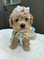 Nala, a female Maltipoo and Poodle - Toy  for sale in Manteca, CA – 4 of 10