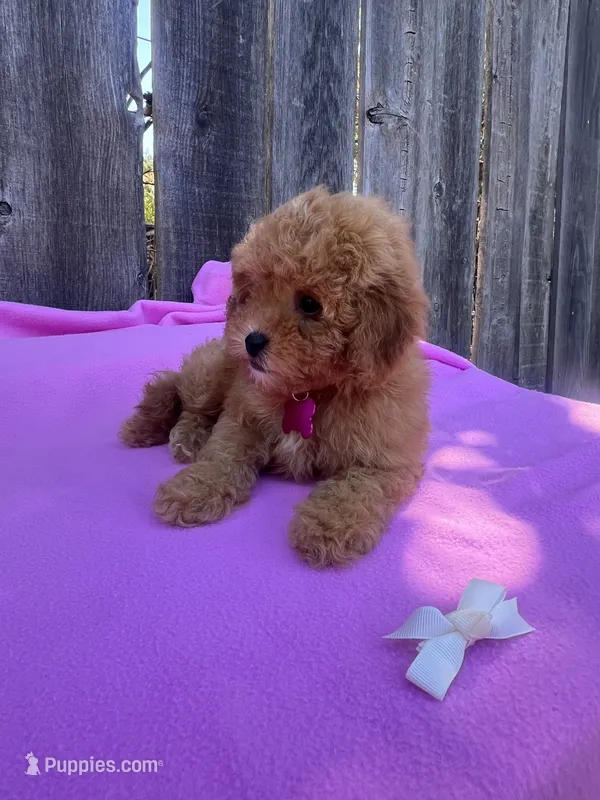 Peachy   – Maltipoo, Poodle - Toy  puppy for sale in Manteca, CA