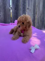 Peachy  , a female Maltipoo and Poodle - Toy  for sale in Manteca, CA – 1 of 8