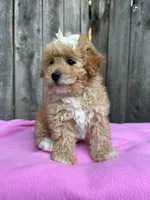 Daysi, a female Maltipoo and Poodle - Toy  for sale in Manteca, CA – 5 of 5