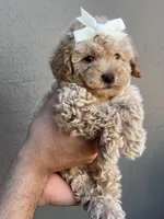 Peachy , a female Maltipoo and Poodle - Toy  for sale in Manteca, CA – 6 of 6
