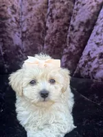 Teacup female 2, a female Maltipoo and Poodle - Toy  for sale in Manteca, CA – 3 of 7