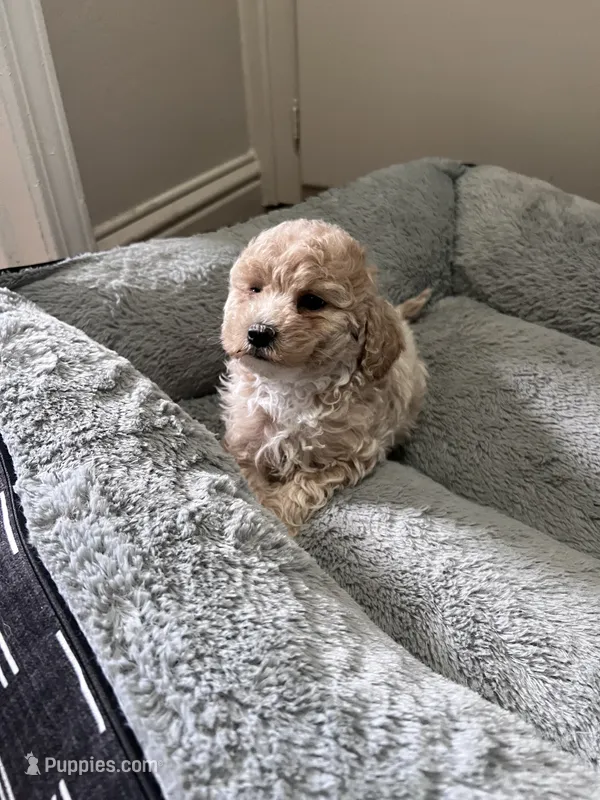 Kylo – Maltipoo, Poodle - Toy  puppy for sale in Manteca, CA