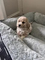 Kylo, a male Maltipoo and Poodle - Toy  for sale in Manteca, CA – 1 of 5