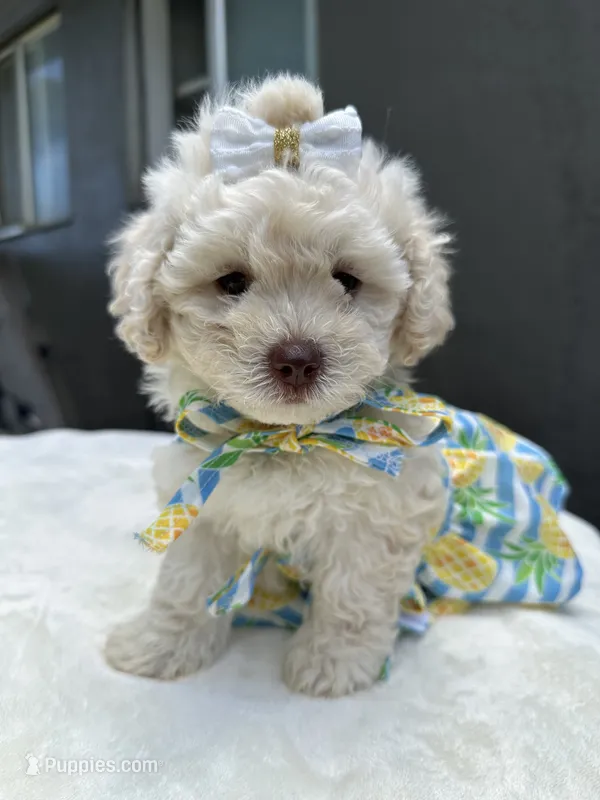 Princess  – Maltipoo, Poodle - Toy  puppy for sale in Manteca, CA