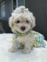 Princess , a female Maltipoo and Poodle - Toy  for sale in Manteca, CA – 1 of 8