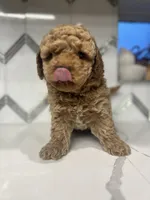 Milo, a male Maltipoo and Poodle - Toy  for sale in Manteca, CA – 3 of 7