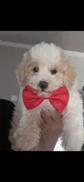 Chester , a male Poodle - Toy  for sale in Manteca, CA – 3 of 5