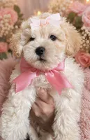 Zuri, a female Maltipoo and Poodle - Toy  for sale in Manteca, CA – 2 of 5