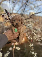 Cooper, a male Maltipoo and Poodle - Toy  for sale in Manteca, CA – 4 of 5