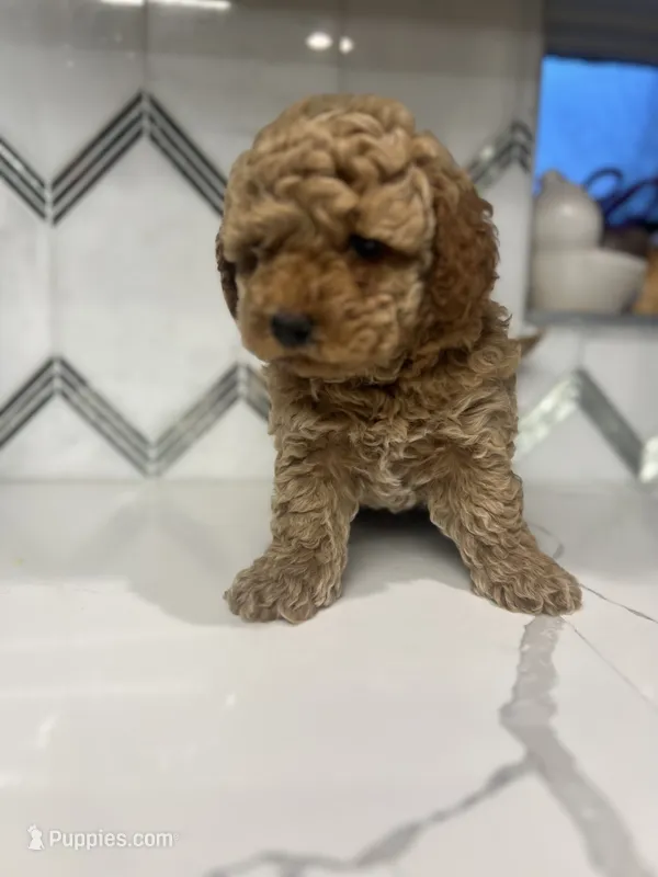 Milo – Maltipoo, Poodle - Toy  puppy for sale in Manteca, CA