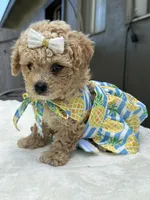 Nala, a female Maltipoo and Poodle - Toy  for sale in Manteca, CA – 3 of 10