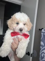 Gunter, a male Maltipoo and Poodle - Toy  for sale in Manteca, CA – 5 of 7