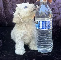 Teacup female 2, a female Maltipoo and Poodle - Toy  for sale in Manteca, CA – 6 of 7