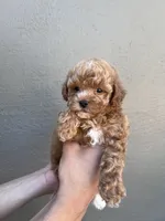 Teddy, a male Maltipoo and Poodle - Toy  for sale in Manteca, CA – 3 of 4