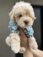 Kylo, a male Maltipoo and Poodle - Toy  for sale in Manteca, CA – 5 of 5