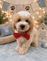 Chester , a male Poodle - Toy  for sale in Manteca, CA – 2 of 5
