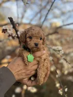 Cooper, a male Maltipoo and Poodle - Toy  for sale in Manteca, CA – 2 of 5