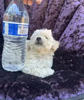 Teacup female 2, a female Maltipoo and Poodle - Toy  for sale in Manteca, CA – 4 of 7