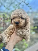 Milo, a male Maltipoo and Poodle - Toy  for sale in Manteca, CA – 7 of 7