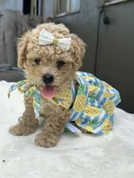 Nala, a female Maltipoo and Poodle - Toy  for sale in Manteca, CA – 5 of 10