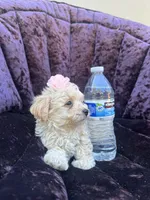 Teacup female 1, a female Maltipoo and Poodle - Toy  for sale in Manteca, CA – 3 of 7