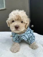 Kylo, a male Maltipoo and Poodle - Toy  for sale in Manteca, CA – 4 of 5