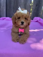 Peachy  , a female Maltipoo and Poodle - Toy  for sale in Manteca, CA – 2 of 8