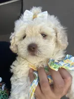 Princess , a female Maltipoo and Poodle - Toy  for sale in Manteca, CA – 5 of 8