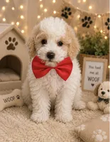 Chester , a male Poodle - Toy  for sale in Manteca, CA – 1 of 5