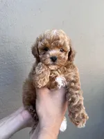Teddy, a male Maltipoo and Poodle - Toy  for sale in Manteca, CA – 4 of 4