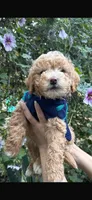 Milo, a male Maltipoo and Poodle - Toy  for sale in Manteca, CA – Photo 3 of 6
