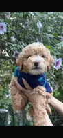 Milo, a male Maltipoo and Poodle - Toy  for sale in Manteca, CA – Photo 2 of 6