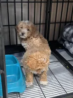 Milo, a male Maltipoo and Poodle - Toy  for sale in Manteca, CA – Photo 3 of 5