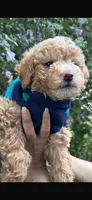 Milo, a male Maltipoo and Poodle - Toy  for sale in Manteca, CA – Photo 1 of 6